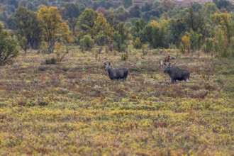 The moose bull (Alces alces) shows a clear interest in the moose cow, which is not yet in heat,