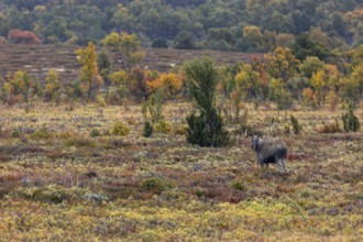 A bull moose (Alces alces) searches for food in a swampy area, rutting season, Ruska, autumn,