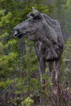 Despite the really short photo distance of a few metres, the bull moose (Alces alces) remained