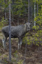A bull moose (Alces alces) in the Swedish taiga, May, Sweden