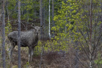 A bull moose (Alces alces) in the Swedish taiga, May, Sweden