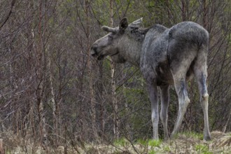 Bull moose (Alces alces) grazing the first fresh leaves of birch trees, May, Sweden