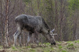 The bull moose (Alces alces) in the bast grazing the first fresh greenery along the roadside, May,