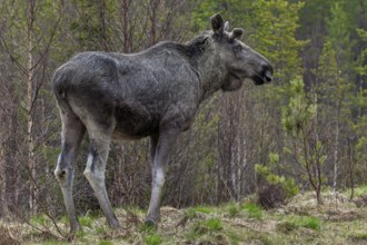 The bull moose (Alces alces) grows new antlers, May, Sweden