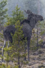 The heavy rain shower does not seem to bother the moose (Alces alces), May, thunderstorm, Sweden