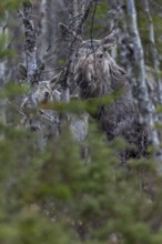 A well camouflaged cow moose (Alces alces) with calf in the dense forest, May, Sweden