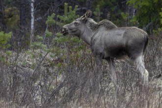 In May, the fresh green in central Sweden is still a long time coming, until then the moose calf