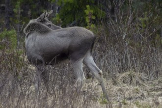 With a quick glance, the moose calf (Alces alces) makes sure that its mother is nearby, May, Sweden