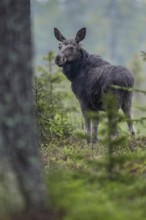 In the late afternoon, the young bull moose (Alces alces) becomes active again and starts looking