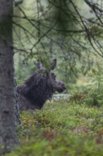 The young bull moose (Alces alces) has found a place to rest, May, Sweden