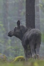 The young bull moose (Alces alces) grows its first antlers, recognisable by the small bump between