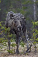 Moose (Alces alces) like to feed on young tree shoots and fresh leaves of birches, willows and