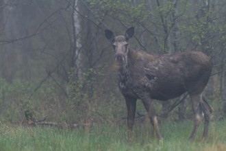 A moose cow (Alces alces) grazing the fresh grass on a forest meadow in the early morning, May,
