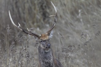 Portrait of a very attentive sika deer (Cervus nippon), subspecies Manchurian sika deer, Germany