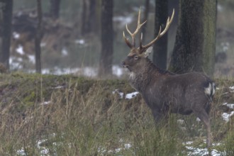 Sika deer (Cervus nippon) standing securely at the edge of the forest, subspecies Manchurian sika