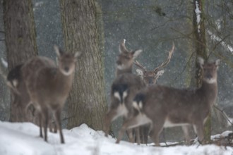 Sika deer herd (Cervus nippon) in the winter forest, subspecies Manchurian sika deer, winter,