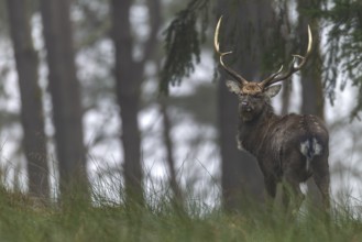 A sika deer (Cervus nippon) standing securely at the edge of the forest, subspecies Manchurian sika