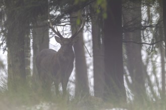 Sika deer (Cervus nippon) in the fog, subspecies Manchurian sika deer, fog, Germany
