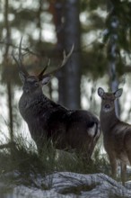 Sika deer (Cervus nippon) and sika animals in the winter forest, subspecies Manchurian sika deer,