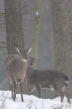 Sika deer (Cervus nippon) females foraging for food, subspecies Manchurian sika deer, winter,