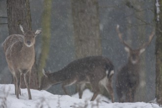 While some females lose interest, the sika deer (Cervus nippon) remains alert, subspecies