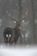 Sika deer (Cervus nippon) in the snow, subspecies Manchurian sika deer, winter, snowfall, cold,
