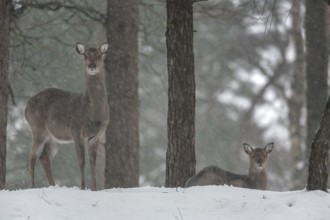 A sika deer (Cervus nippon) female in snowfall, the calf resting next to its mother, subspecies