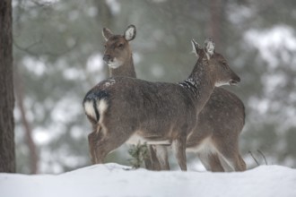 Snow and cold are no problem for the two sika deer (Cervus nippon) females, subspecies Manchurian