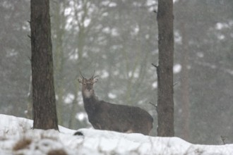 Sika deer (Cervus nippon) in the snow, subspecies Manchurian sika deer, winter, snowfall, cold,