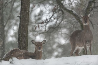 Two sika deer (Cervus nippon) females during snowfall in an open pine forest, subspecies Manchurian