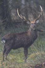 A sika deer (Cervus nippon) standing securely at the edge of the forest, subspecies Manchurian sika