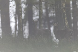Sikatier (Cervus nippon) and calf in the fog, subspecies Manchurian sika deer, fog, Germany