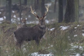 Sika deer (Cervus nippon) and sika animals standing securely at the edge of the forest, subspecies