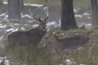 Sika deer (Cervus nippon) and sika animals have moved to a marshy meadow to graze, subspecies