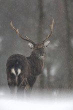 Sika deer (Cervus nippon) in the snow, subspecies Manchurian sika deer, winter, snowfall, cold,
