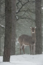 The female sika deer (Cervus nippon) is looking attentively while it is snowing, subspecies