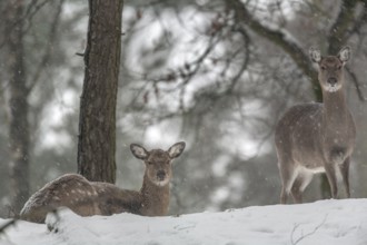 Two sika deer (Cervus nippon) females during snowfall in a sparse pine forest, subspecies