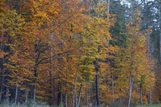 Autumnal beeches (Fagus), Gräfenberg, Upper Franconia, Bavaria, Germany