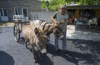 A man with two donkeys pulling a cart stands in a shady rural area, Badiauri, Kakheti region,