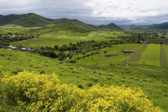 Green hills and fields with yellow flowers and mountains in the background under cloudy sky, view