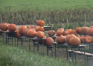 Offered pumpkins (Cucurbita) on beer tables on the street, Erlangen, Middle Franconia, Bavaria,