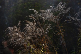 Solidago canadensis (Solidago canadensis) in bloom Franconia, Bavaria, Germany