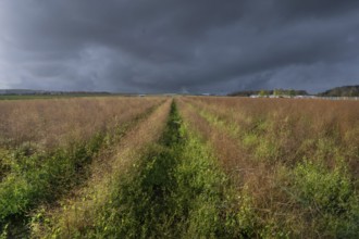 Asparagus (Asparagus officinalis) in autumn colour, stormy sky, Eckental, Middle Franconia,