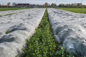 Early vegetables covered with foil in Knoblauchsland, largest contiguous vegetable growing region