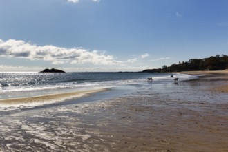 Three dogs playing on the beach, sandy beach, back light, Singing Beach, Manchester-by-the-Sea,