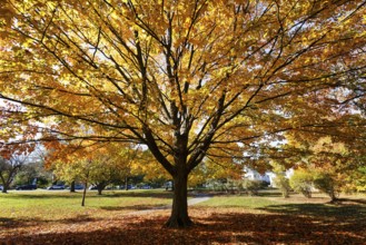 Sugar maple (Acer saccharum) in park landscape, spectacular autumn colours, Indian summer, autumn