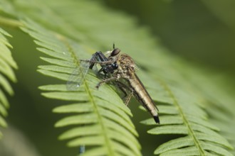 Kite-tailed robberfly (Machimus atricapillus) adult insect eating a damselfly on a fern leaf in