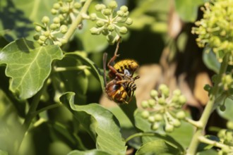 European hornet (Vespa crabro) adult insect eating an Ivy bee in a hedgerow in summer, England,