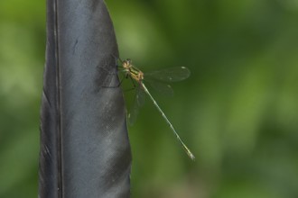 Emerald damselfly (Lestes sponsa) adult insect resting on a bird feather in summer, England, United