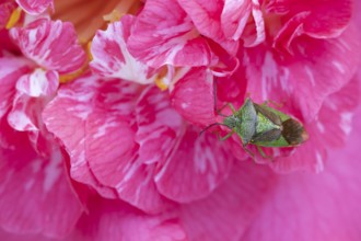 Hawthorn shieldbug (Acanthosoma haemorrhoidale) adult insect on a garden Camellia flower in